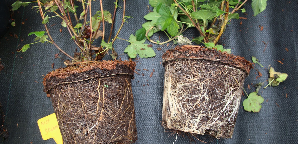 Root_Shoot
